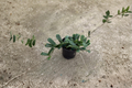 Hoya Rotundiflora Live Plant - 4 Inch Rooted Hoya Fuzzy Foliage
