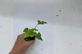 Philodendron Hope (Thaumatophyllum bipinnatifidum) Live Starter Plants – 2 in Soil Pod