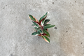 Stromanthe Triostar Live Plant - Rooted Variegated Prayer Plant (4-inch, 2-inch, 6-inch pots)