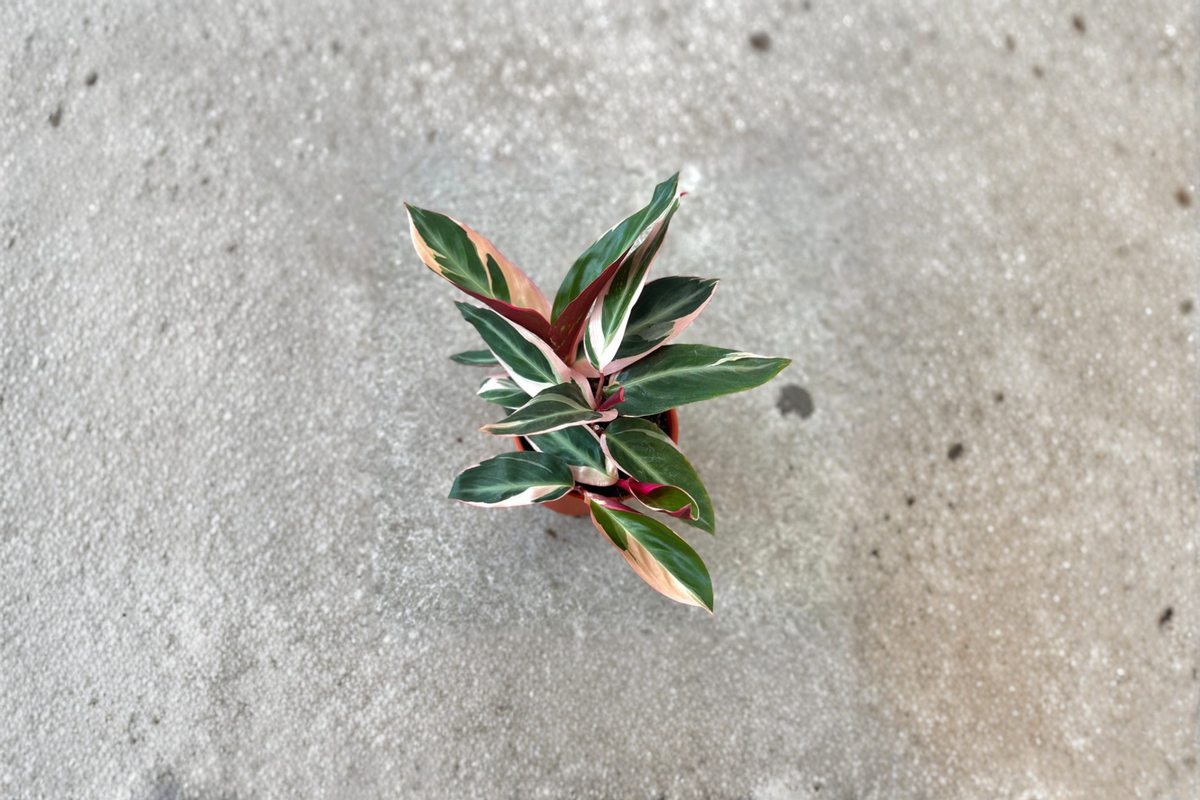 Stromanthe Triostar Live Plant - Rooted Variegated Prayer Plant (4-inch, 2-inch, 6-inch pots)