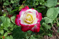 Moonlight Pink Rose Seeds - 20 Seed Pack for Ornamental Garden Planting