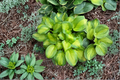 Old Glory Hosta Live Plants - 3 Rooted Starters in 1 Quart Pots