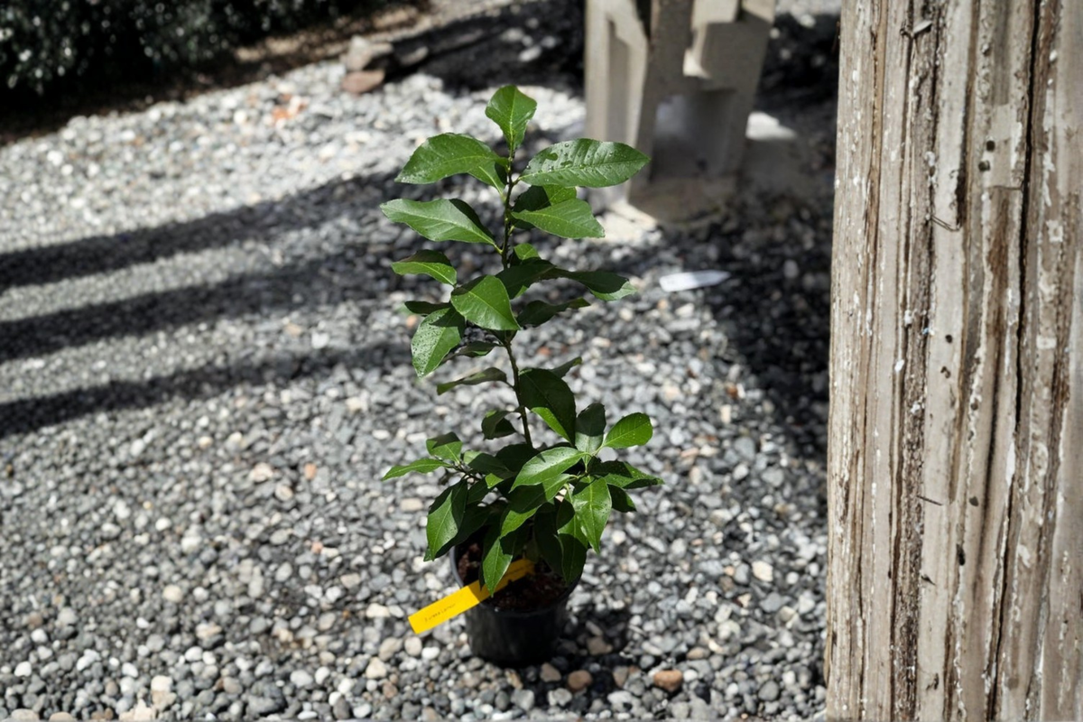 Key Lime Citrus Tree - Grafted Rooted Starter Plant for Indoor/Outdoor Growing