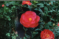 Japanese Camellia Tama Electra - 1 Gallon Live Plant (Camellia japonica) Pink Blooms