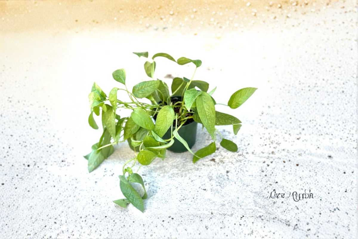 Cebu Blue Pothos Live Plant - Epipremnum pinnatum ‘Cebu Blue’ Rooted Cutting in 3in Pot