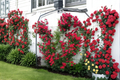 Red Climbing Rose Seeds - 20 Seeds, Fragrant Ornamental Vine for Trellis & Outdoor Gardens