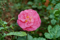 Marie Bracey Camellia - Camellia japonica Live Plant, 3 Gallon Pot