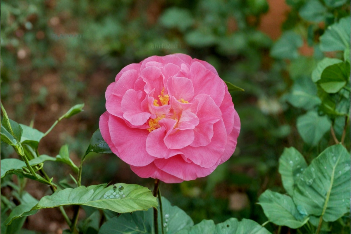 Marie Bracey Camellia - Camellia japonica Live Plant, 3 Gallon Pot