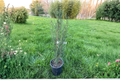 Blue Arrow Juniper Live Plant - 12" in 1-Gallon Pot | Narrow Columnar Evergreen