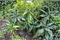 Golden Mun Kun Si Mango Tree - Grafted Live Plant 3ft Tall