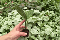 Variegated Monstera Peru Starter Plants – 2 Live Plugs