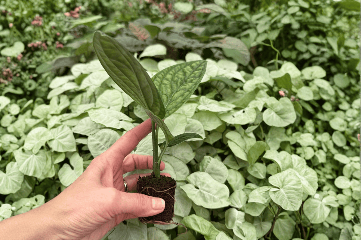 Variegated Monstera Peru Starter Plants – 2 Live Plugs