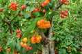Rainier Cherry Tree Seeds – 10 Seeds for Indoor Seed Starting or Outdoor Growing