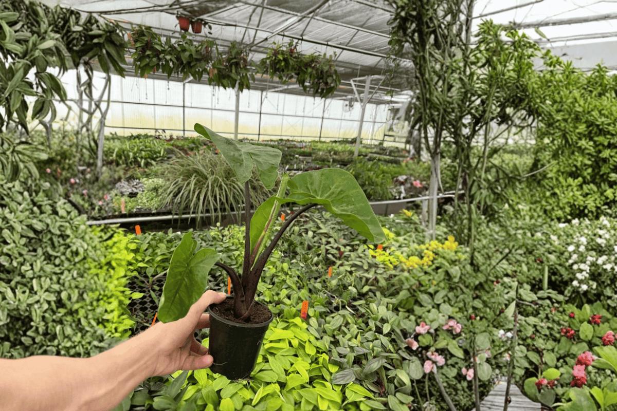 Alocasia Dark Star Live Plants (2) - 4-Inch Pots, Rooted