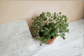 French Thyme Live Rooted Starter Plant | Thymus vulgaris | Perennial Herb