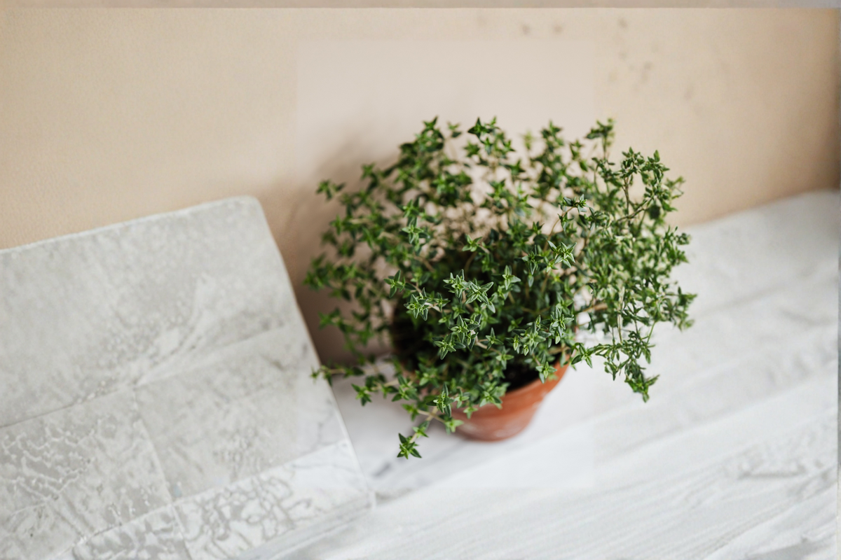 French Thyme Live Rooted Starter Plant | Thymus vulgaris | Perennial Herb