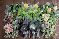 Assorted Calathea Starter Plant Bundle | 2 Inch Rooted Live Tropical Indoor Plants