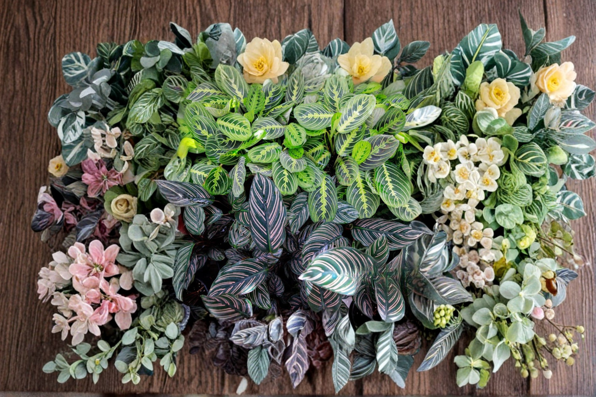 Assorted Calathea Starter Plant Bundle | 2 Inch Rooted Live Tropical Indoor Plants