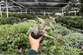 Tradescantia Nanouk - 2 Exact Live Plants in 4-Inch Pots