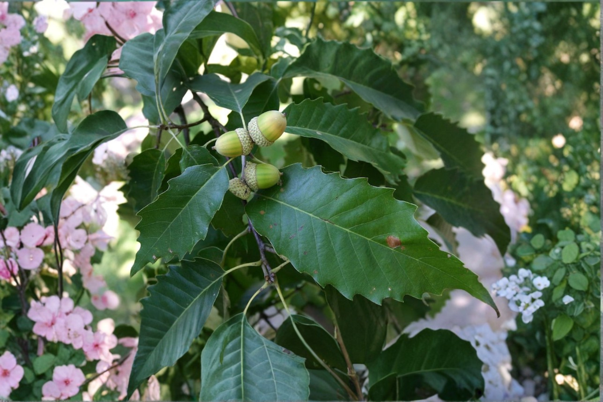 Chinkapin Oak Live Plant - Quercus muehlenbergii, 2-Gallon Pot