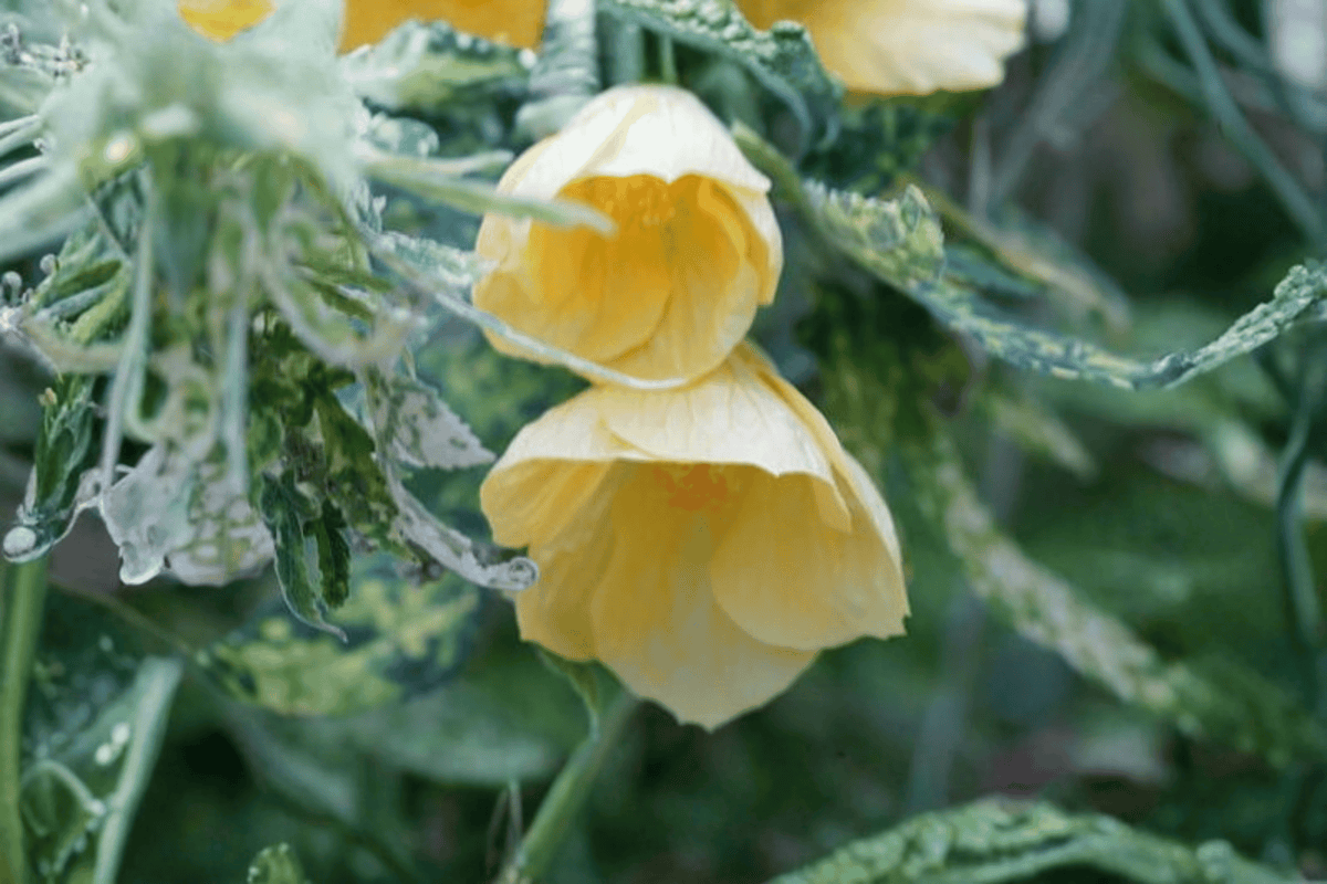 Lemon Sorbet Flowering Maple Abutilon Hybrid 1-Gallon Live Plant