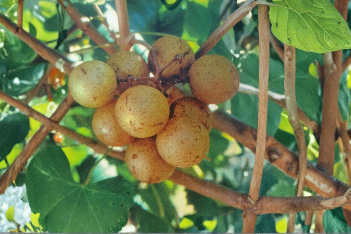 Carlos Muscadine Grape Vine - 1 Gal Live Bronze Grape Vine