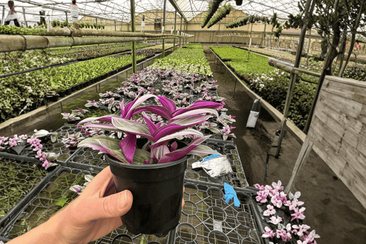 Tradescantia Nanouk Live Plants - 2 in 4-Inch Pots