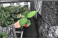 Homalomena 'Selby' Starter Plants - 2-Pack Bare Root Indoor Tropical Aroid