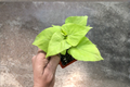Margarite Sweet Potato Vine Live Plant Ipomoea Batatas Lime Green - Rooted Starter Plant