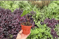 Anthurium Papi x Dressleri - 2 Live Plants in 4" Pots (Exact Plants)