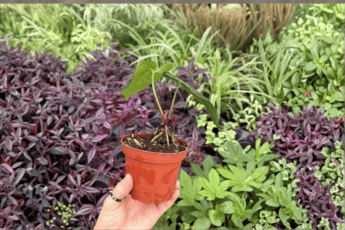 Anthurium Papi x Dressleri - 2 Live Plants in 4" Pots (Exact Plants)