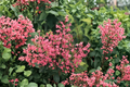 George Eastman Lilac (Syringa x julianae) Live Plant — 8" Tall in 4" Pot, Pink to Purple Flowers
