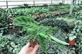 Calathea Zebrina (Goeppertia zebrina) - 2 Live Starter Plants, Bare Root