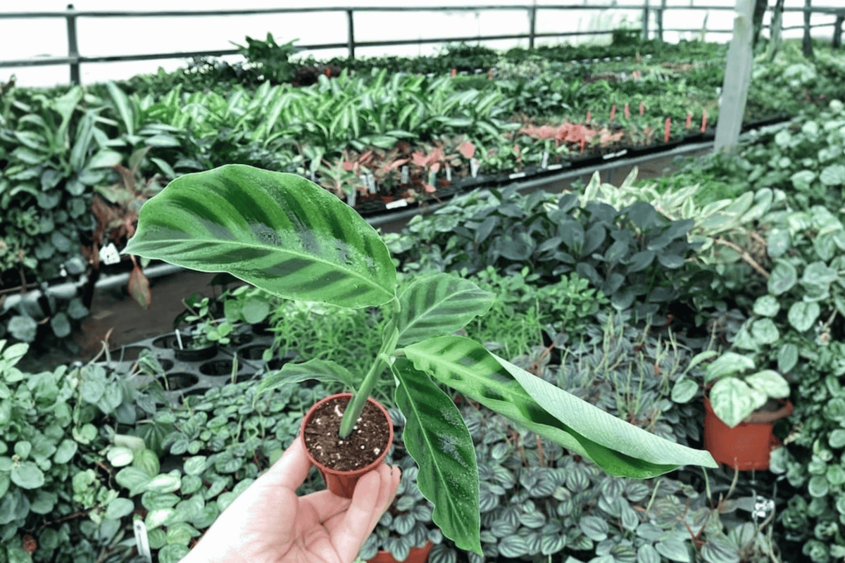 Calathea Zebrina (Goeppertia zebrina) - 2 Live Starter Plants, Bare Root