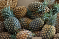 Sugar Loaf Pineapple Live Plant – Rooted Crown in Pot (Ananas comosus)