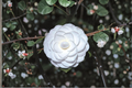 Japanese Camellia Miss Biloxi 1 Gallon Live Plant - Camellia japonica Pink Evergreen Shrub