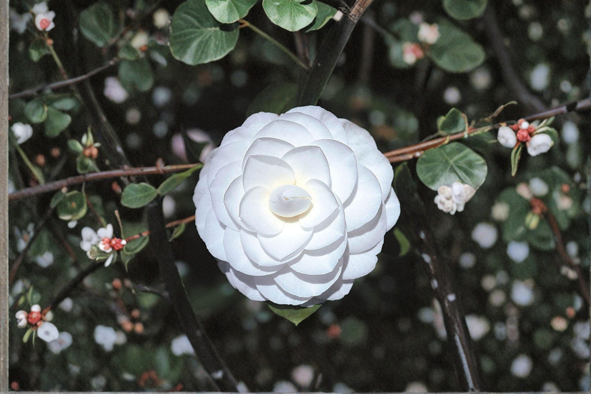 Japanese Camellia Miss Biloxi 1 Gallon Live Plant - Camellia japonica Pink Evergreen Shrub