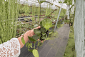 Hoya Parasitica Splash Live Plants (2) in 4-Inch Pots | Hoya verticillata