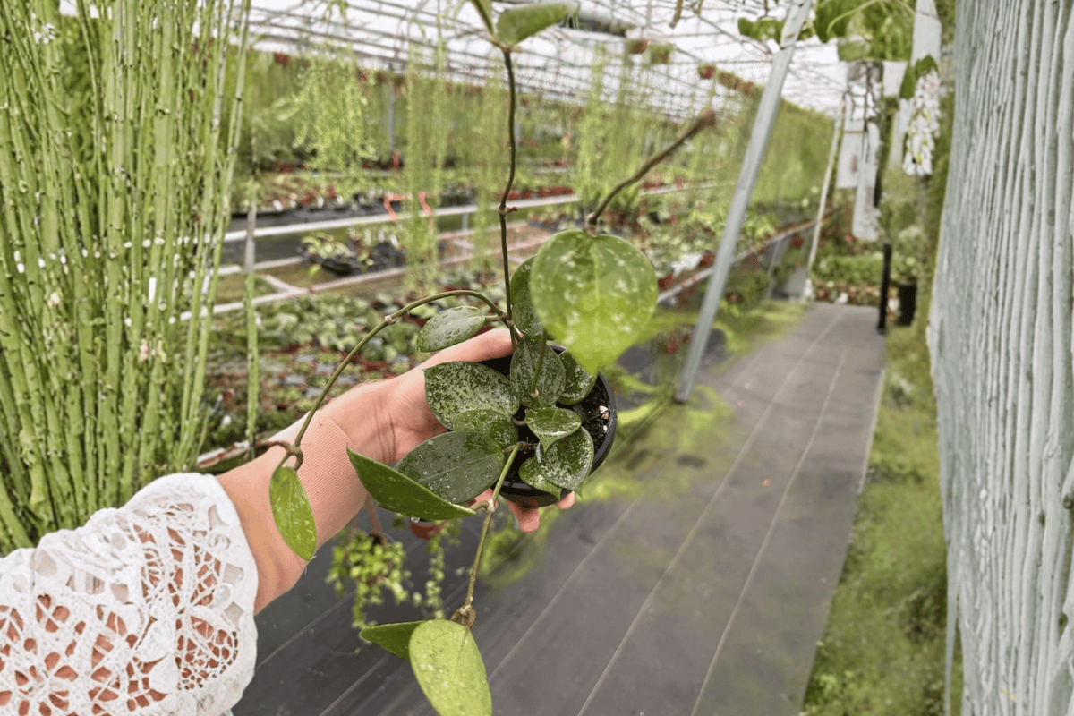 Hoya Parasitica Splash Live Plants (2) in 4-Inch Pots | Hoya verticillata