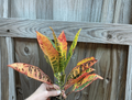 Petra Croton Starter Plants (Codiaeum variegatum ‘Petra’) – 2 Live Starter Plants
