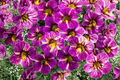 Chameleon Blackberry Pie Million Bells Calibrachoa Hybrid - 4-Inch Pot