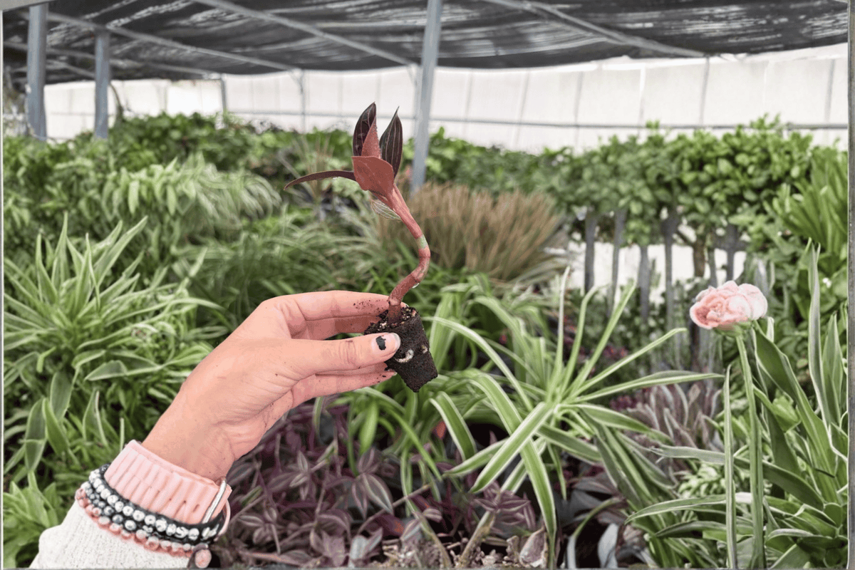 Jewel Orchid Ludisia discolor - 2 Exact Live Starter Plants (Bare Root, 2-inch Pot Size)