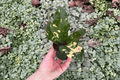 Magnificent Croton Starter Plants - 2 Live Plants in 2-Inch Pots (Bare Root Shipping)