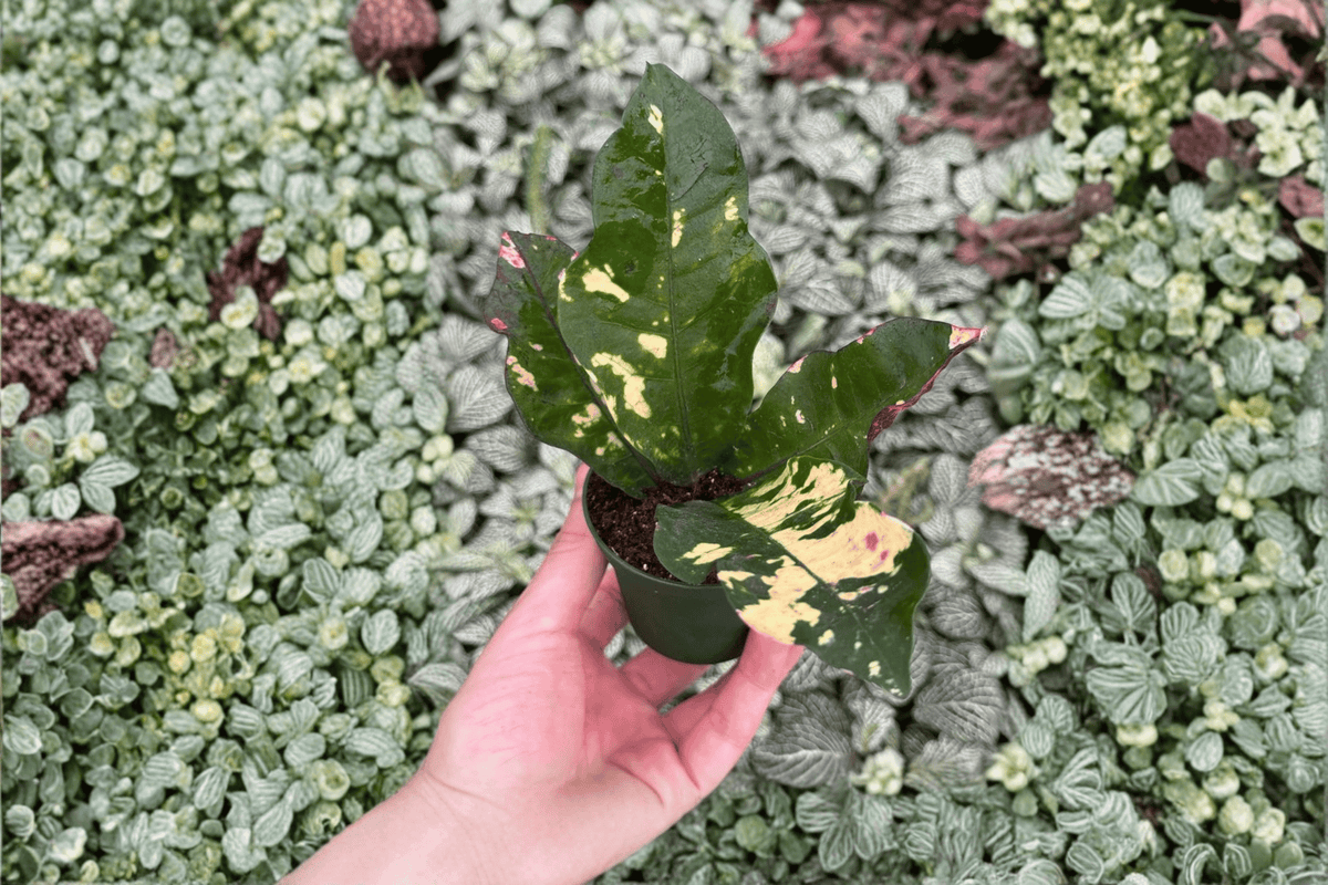 Magnificent Croton Starter Plants - 2 Live Plants in 2-Inch Pots (Bare Root Shipping)