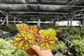 Begonia Cowardly Lion - 2 Live Plants in 4-Inch Pots