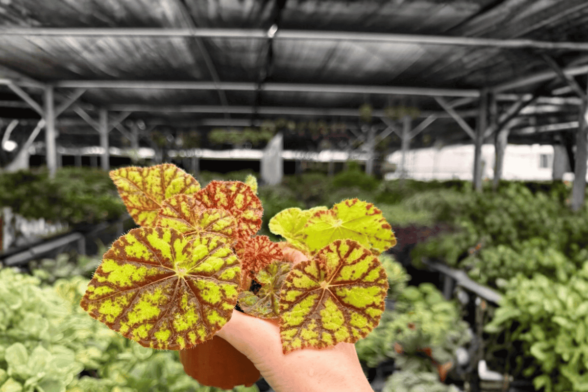 Begonia Cowardly Lion - 2 Live Plants in 4-Inch Pots