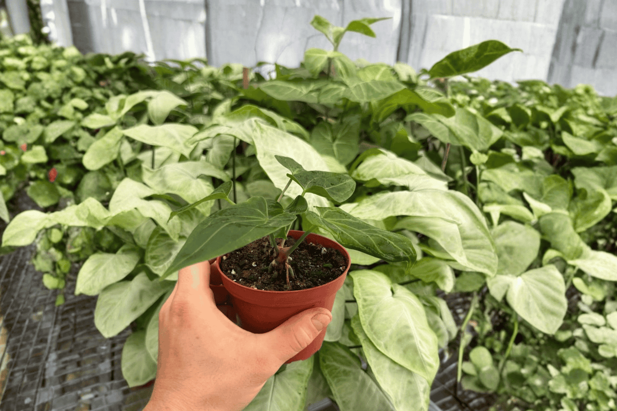 Antthurium Xone x Besseae Live Plants - 4-Inch Pot, 2 Exact Plants