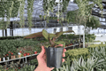 Philodendron Red Heart 2 Live Plants (4-Inch Bare Root) – Philodendron ‘Red Heart’