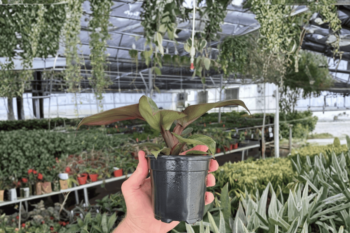 Philodendron Red Heart 2 Live Plants (4-Inch Bare Root) – Philodendron ‘Red Heart’