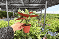 Syngonium Red Arrow Live Plants – 2 Plants in 4-Inch Pots